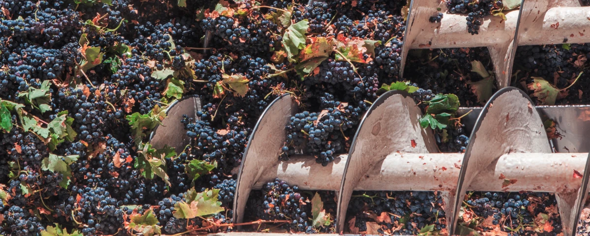 A screw conveyor transports the harvested grapes.